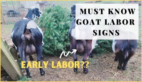 How To Know When Your GOAT Offer Is Accepted